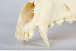 Dog skull